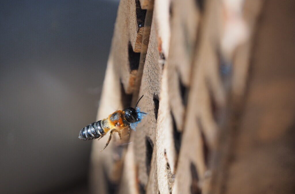 Microplastics Threaten Bees and Global Food Security, New Study Warns