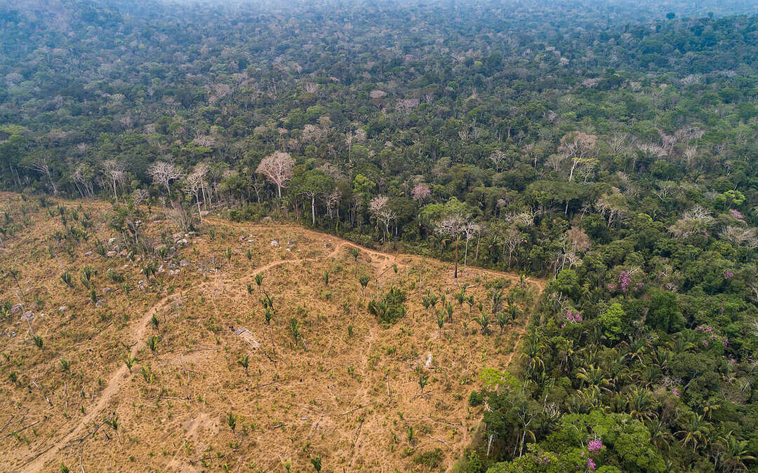 Brazil Fines Meat Packers $64M for Buying Cattle from Deforested Amazon Land